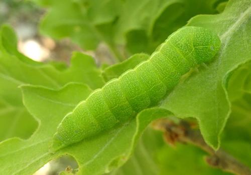 Dryobotodes eremita